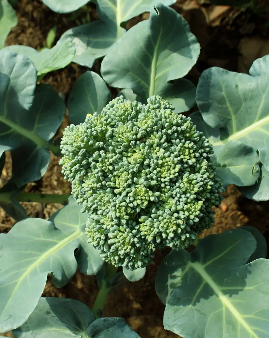 garden vegetables