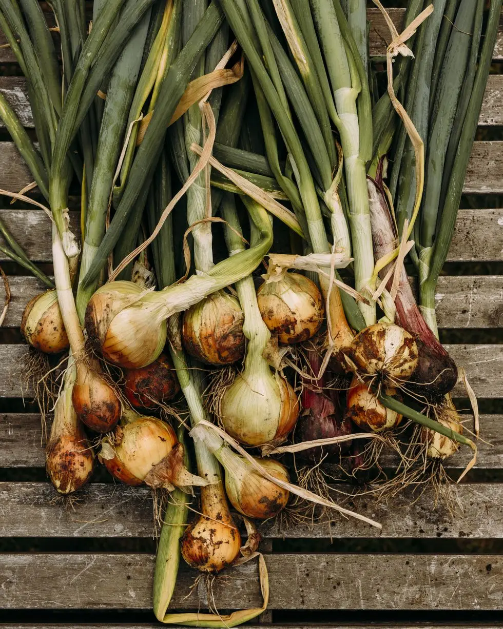 best vegetables to grow onions