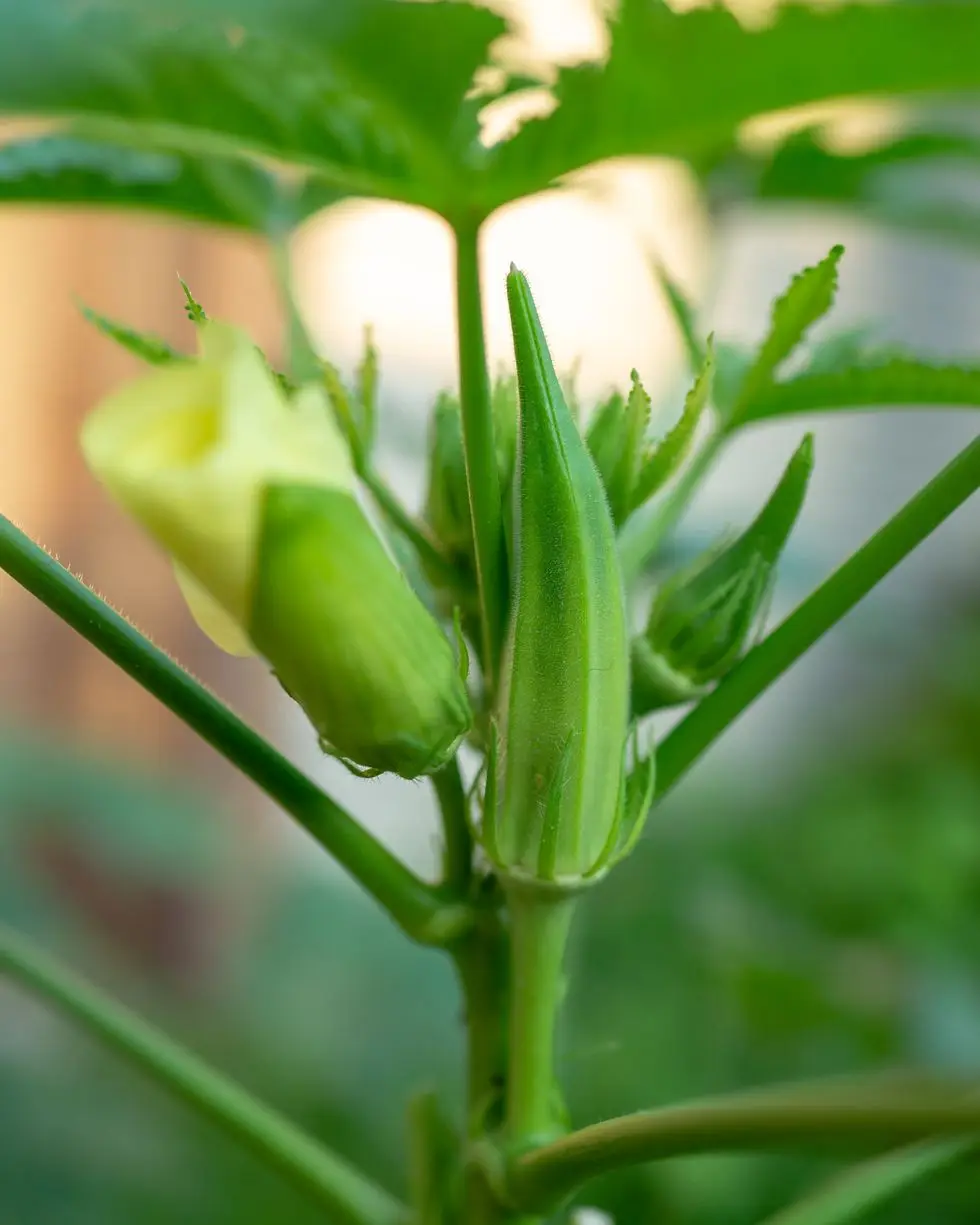 best vegetables to grow okra