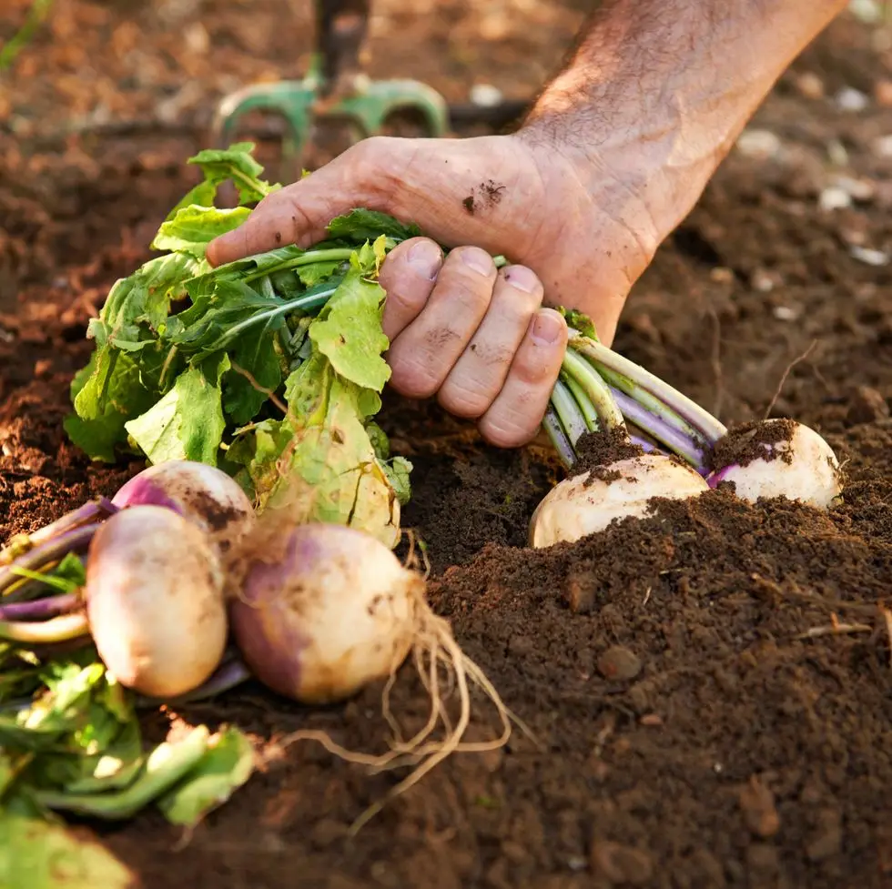 best vegetables to grow turnips