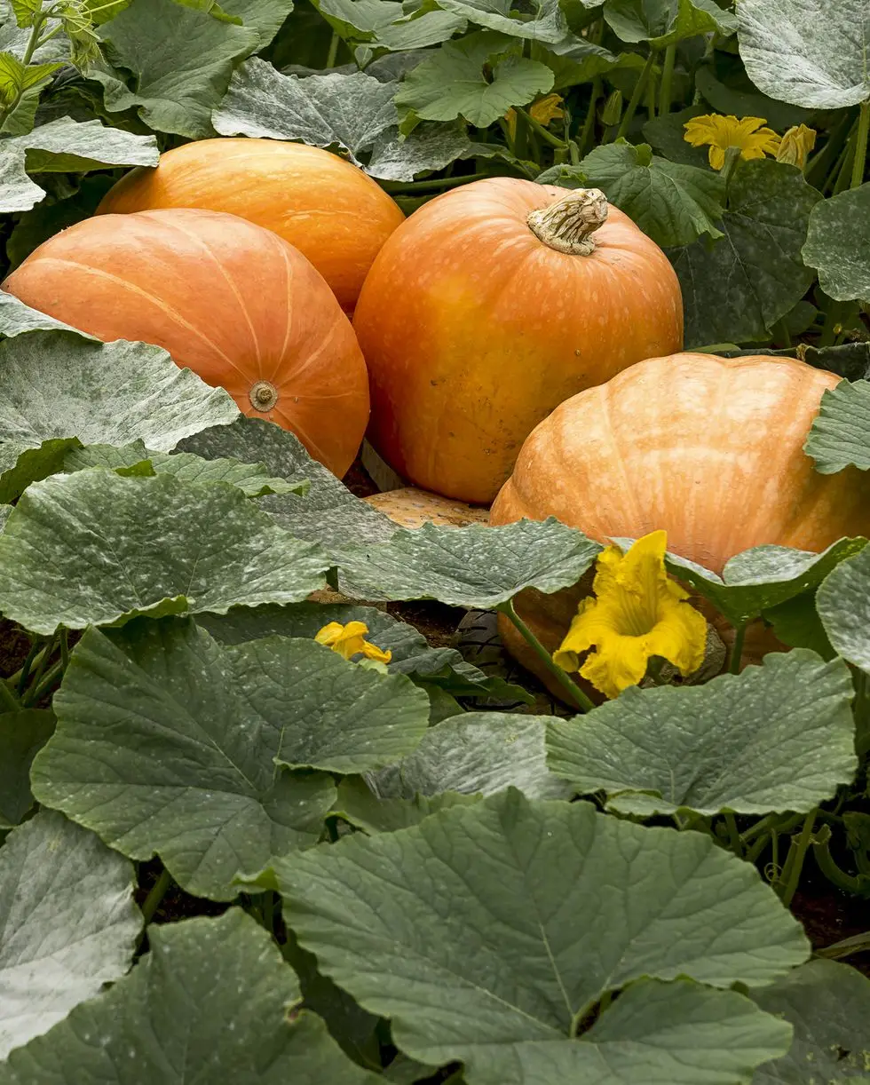 best vegetables to grow pumpkins