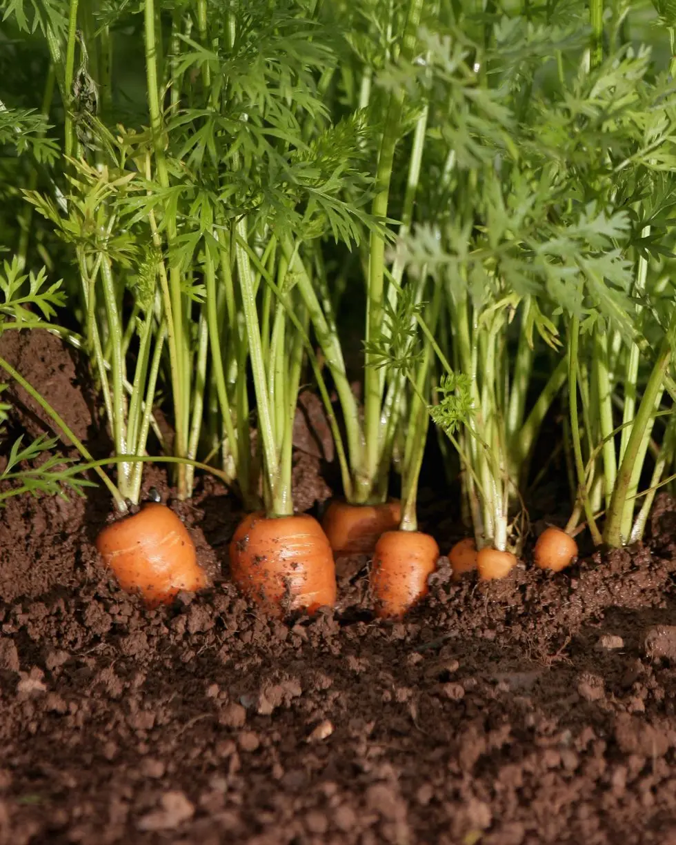 best vegetables to grow carrots