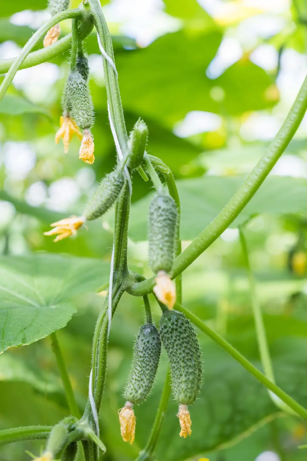 cucumbers grown in a greenhouse