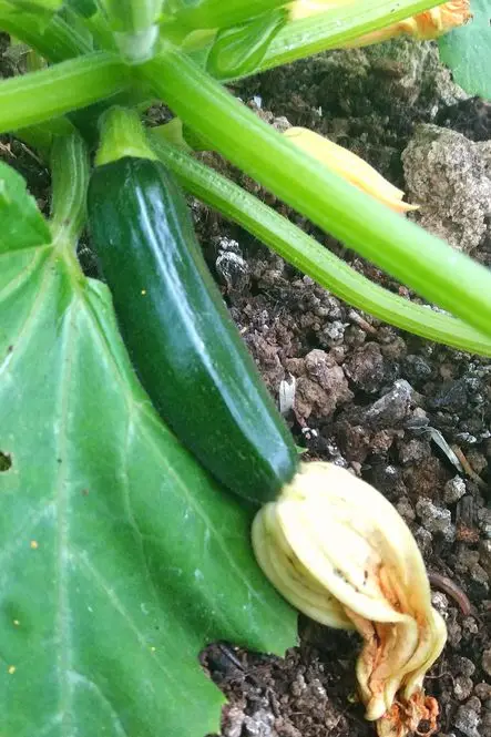 zucchini growing in a garden