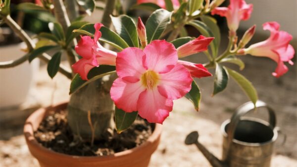 How to Care for Your Desert Rose: A Complete Guide for American Gardeners​