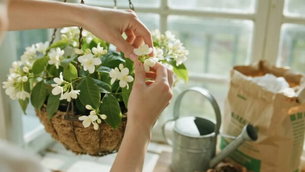 Jasmine Plant Care: Your Guide to Growing Fragrant Blooms​