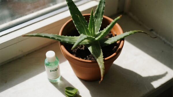 Aloe Vera Plant Care: A Simple Guide to Growing Healthy Aloe​