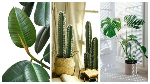 A Guide to Nordic-Style Indoor Plant Arrangement​