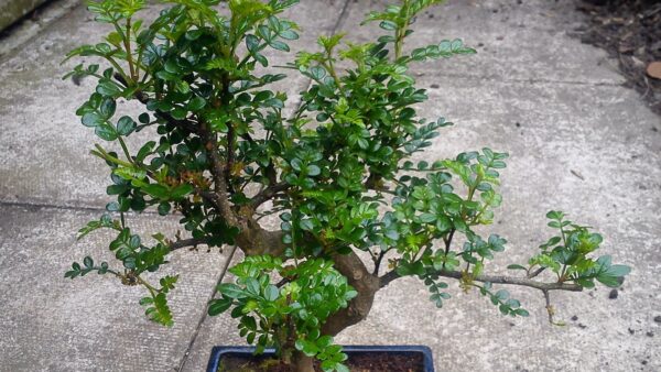Japanese Pepper Tree Care: A Guide to Growing this Fragrant Evergreen​