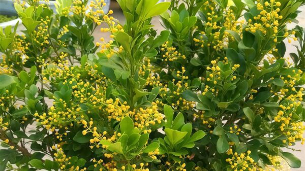 Milan Flower Plant Care: A Guide to Growing Fragrant Blooms​