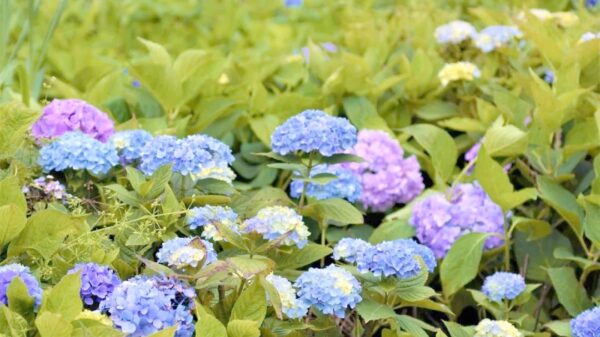 4 Types of Plants Ideal for Terrace Gardens