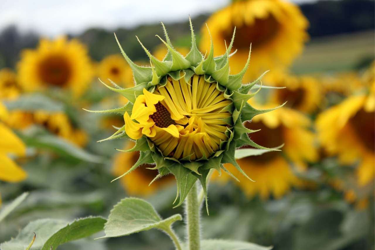 Do You Have A Late-Bloomer On Your Hands