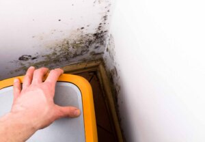 Can Black Mold Exposure During Pregnancy Harm the Baby?