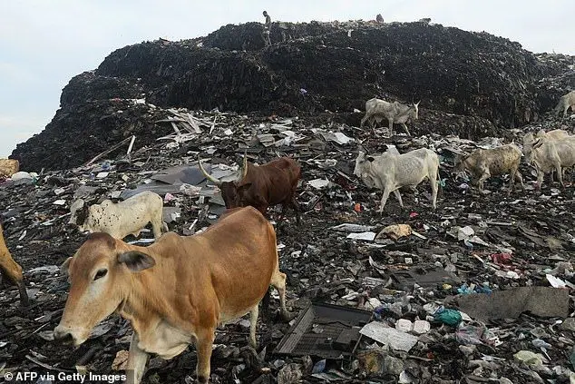Cattle walk at a dump site where secondhand clothes are discarded at Old Fadama in Accra, Ghana