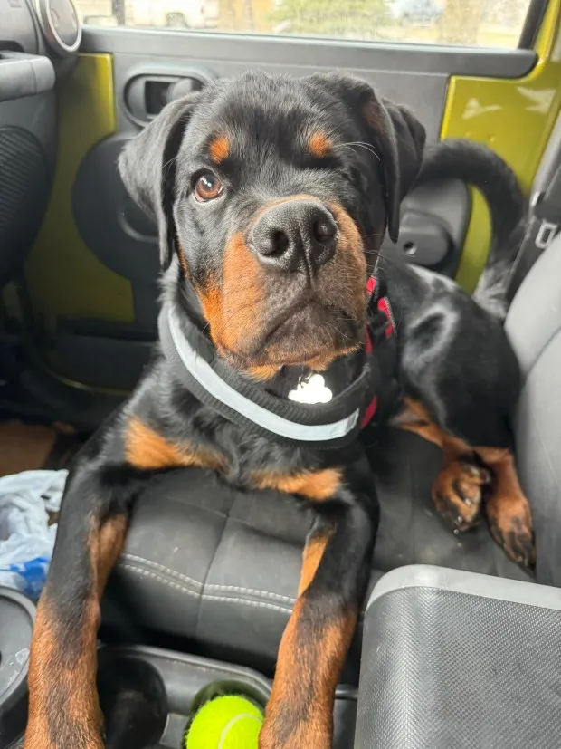 Fritz, a five-month-old Rottweiler puppy that lost his eye after being 