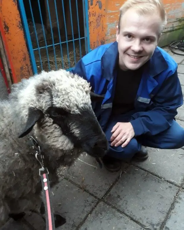 A young man crouches next to a sheep on a leash.