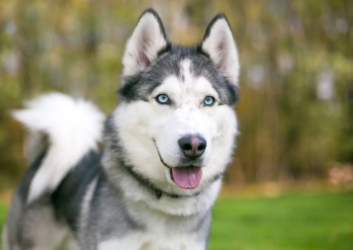 Stock image of husky dog