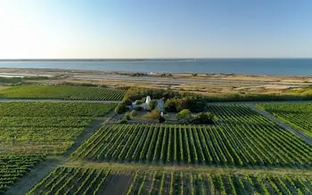 Around 580 hectares of the island are used for growing grapes