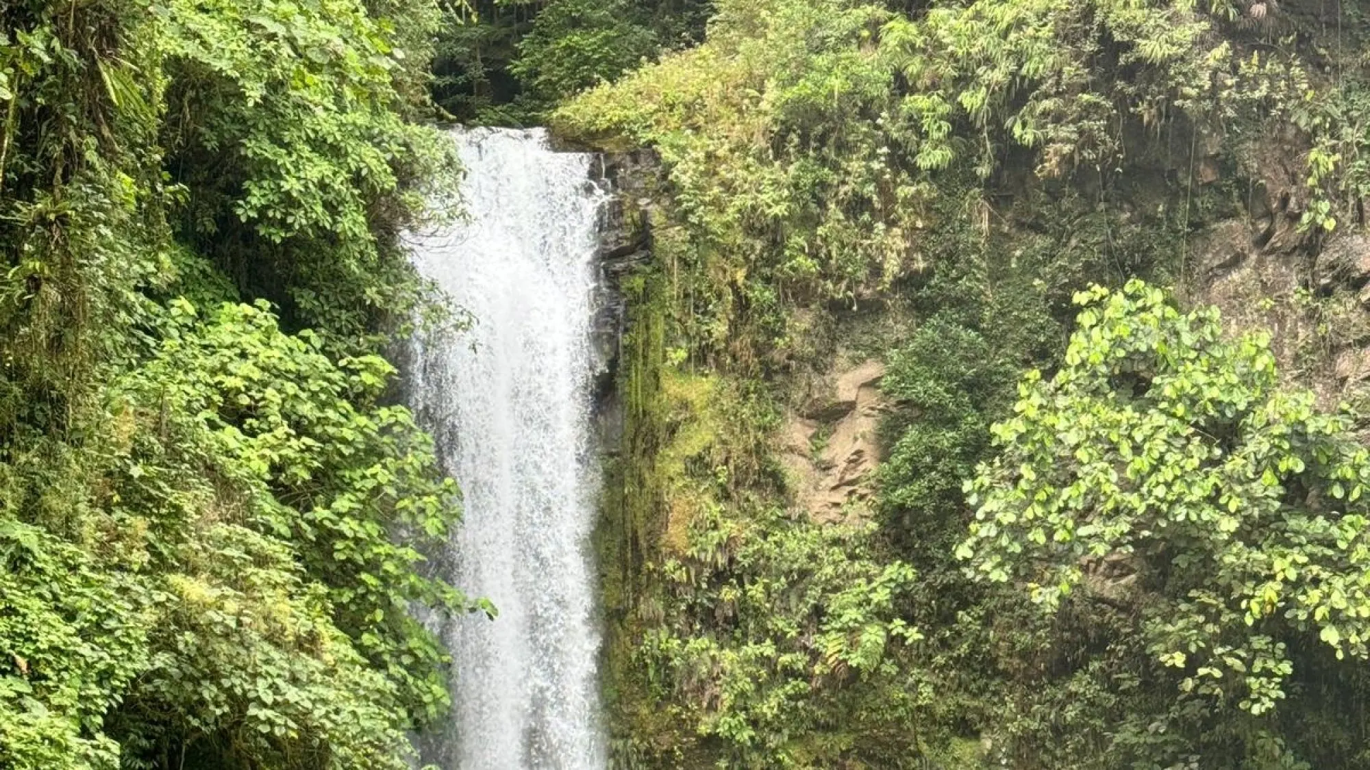 A waterfall surrounded by green foliage